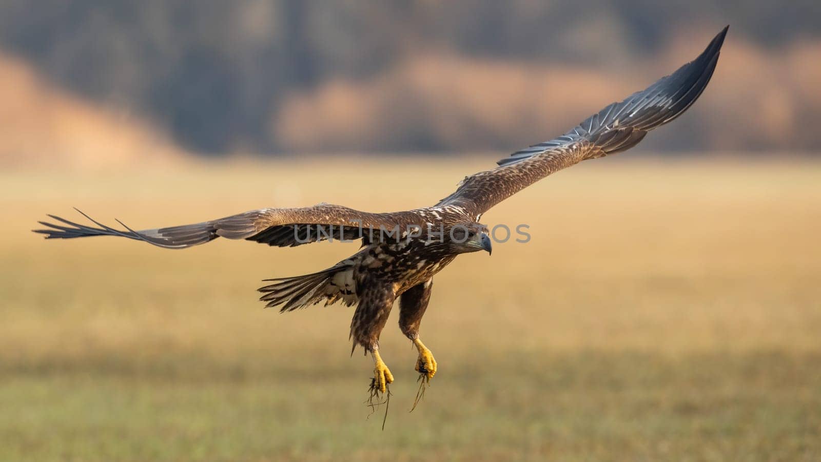 Juvenile white-tailed eagle, haliaeetus albicilla, in flight over the pasture. Young hunter with beak landing on field in autumn. Immature bird of prey with open wings.