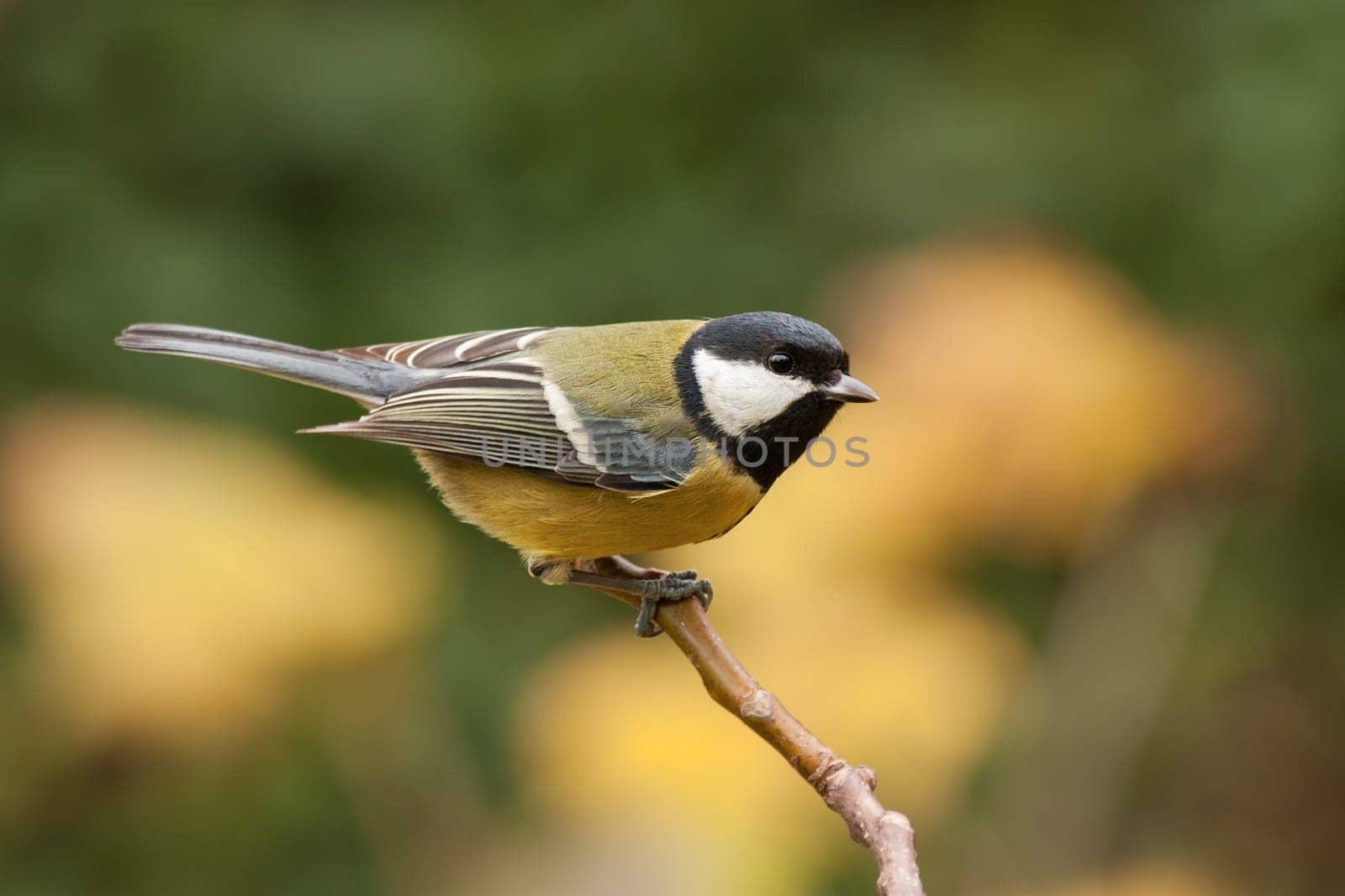Great tit, Parus major, with autumnal background. Wild bird pearched with yellow bluerred background.
