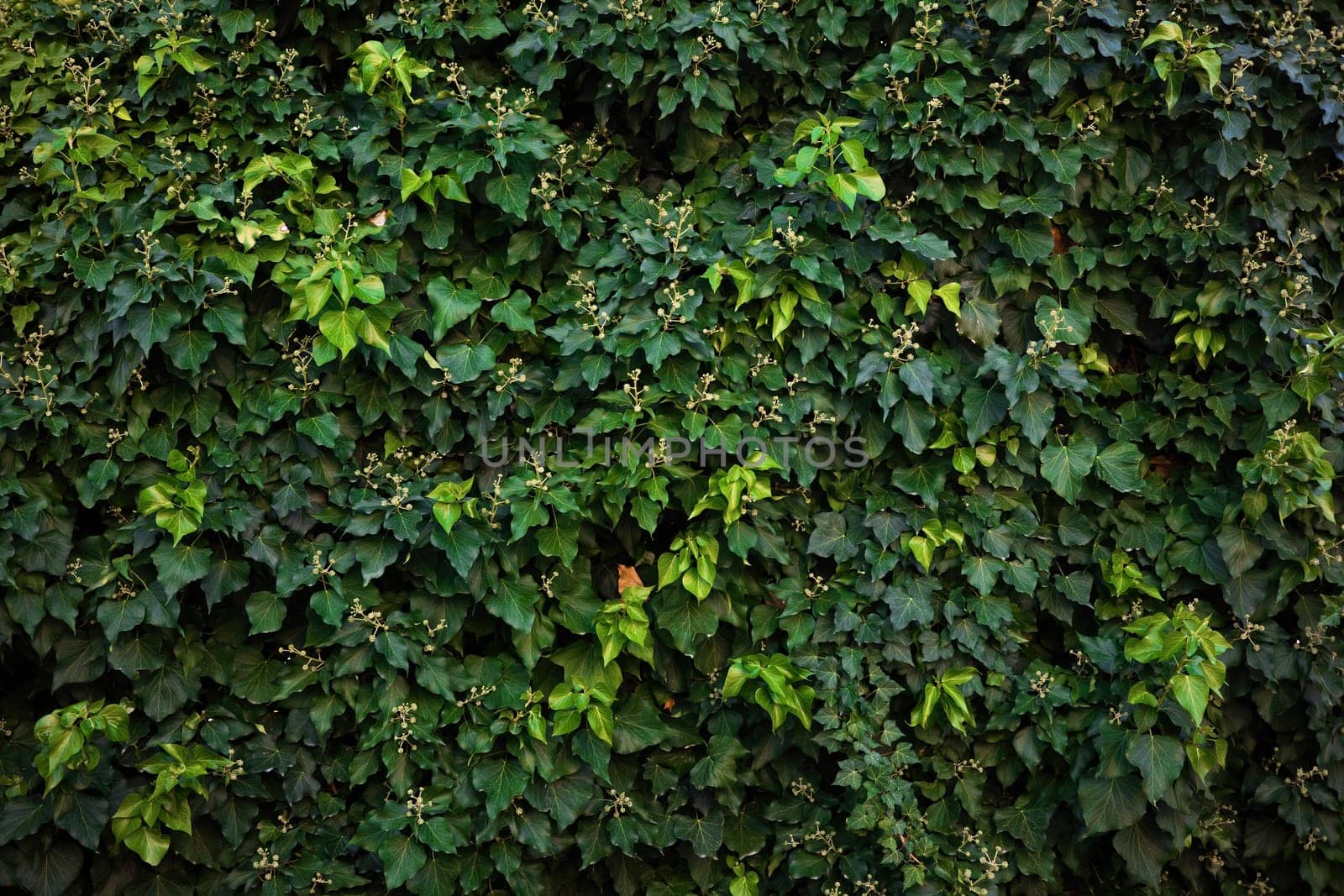 Green natural background of ivy leaves growing on a wall outdoors. Natural wallpaper creating calming background with structure of plant branches. Pattern of foliage in summer.