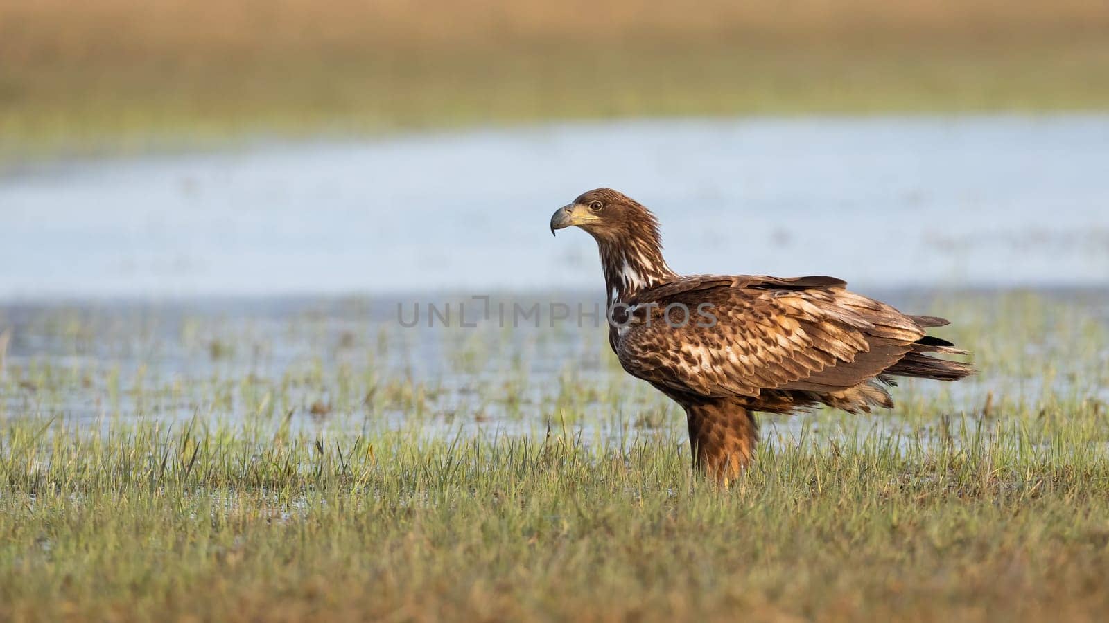 Immature white-tailed eagle, haliaeetus albicilla, looking on swamp in spring. Young predator fluttering with wings on swamp. Juvenile bird of prey standing on field.