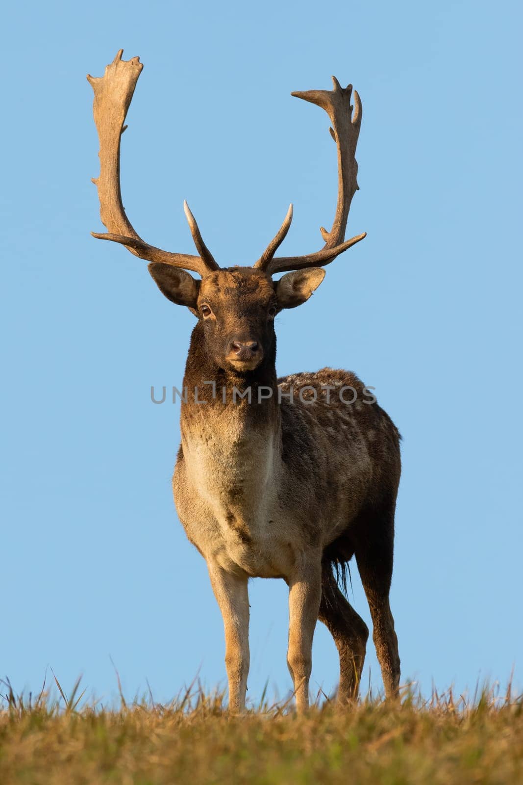 Fallow deer, dama dama, standing on grass with blue sky in background. Spotted stag looking to the camera on green field. Antlered animal staring on meadow in vertical shot.