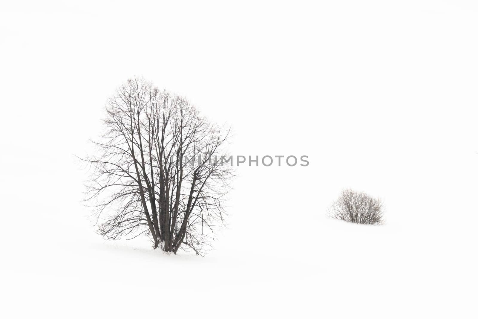 Single Tree standing in snowy environment in winter. White nature scenery of a frozen landscape. Minimalistic horizontal composition of isolated plants in wilderness.
