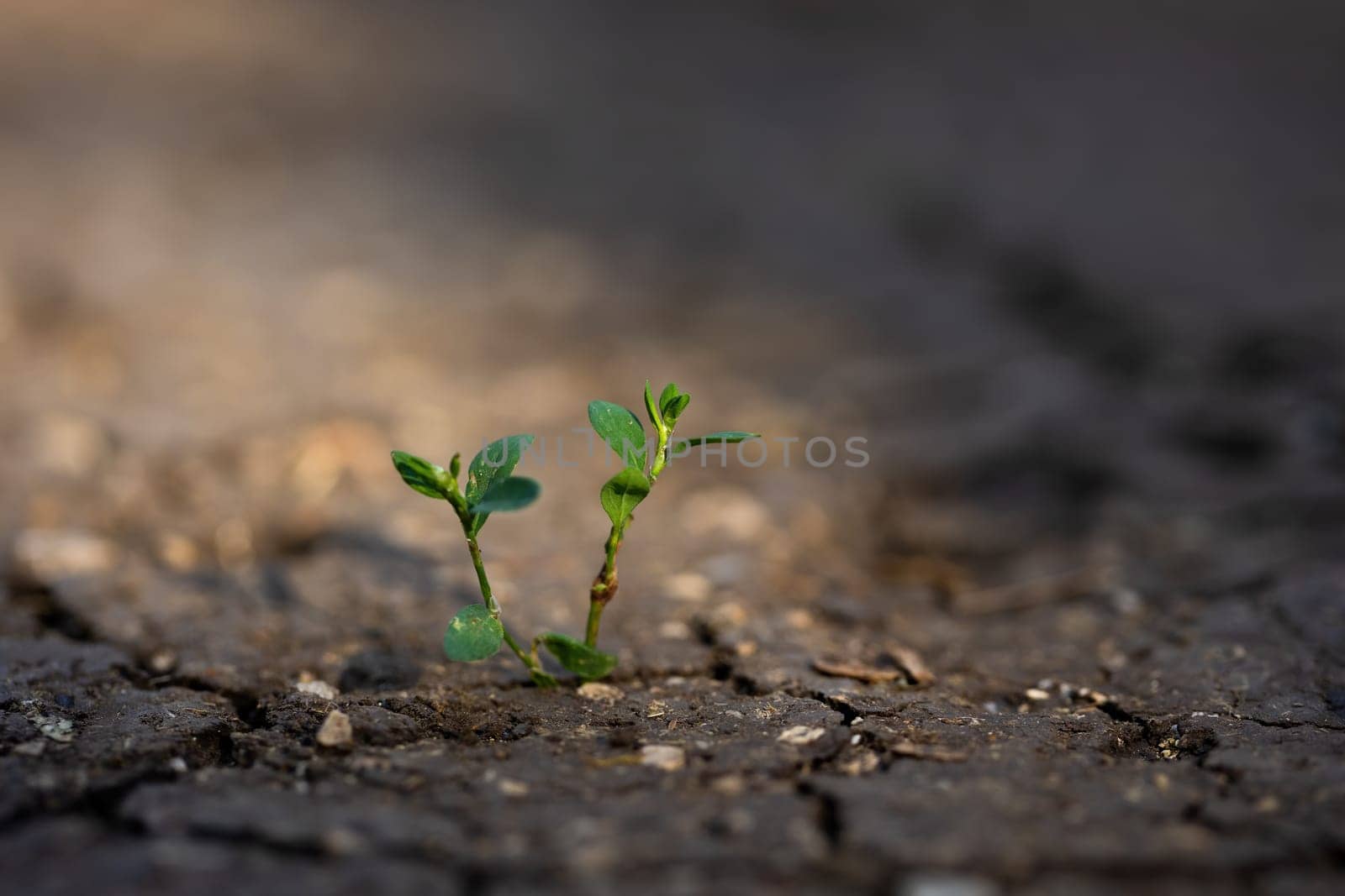 Green plant growing from crackling earth in sunlit. Little tree in slit in dry ground with sunlight in background. Drought land during climate changes.