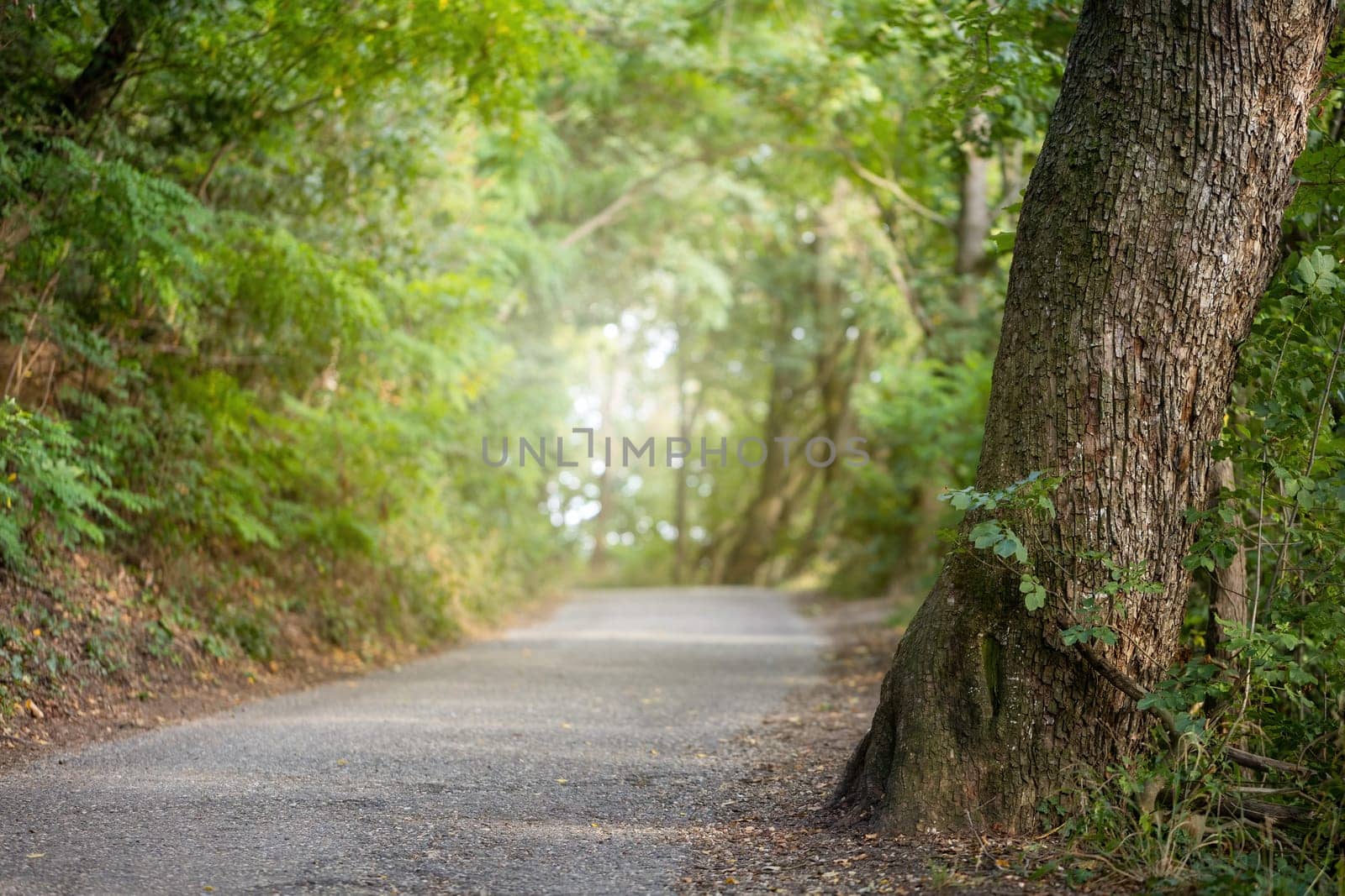 Asphalt way in forest with sunlight in background. Road in the middle of nature in springtime. Pathway in woodland with sun shining betwean green leaves.