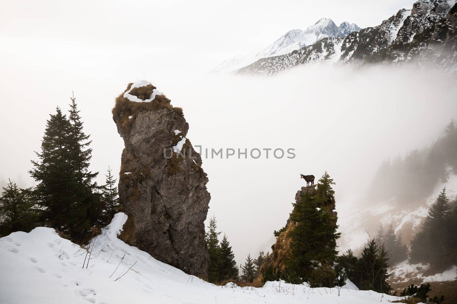 Tatra chamois, rupicapra rupicapra tatrica, climbing on mountains in winter mist. Alpine wild goat standing on peak in fog. Mammal with curved horns looking on rock.