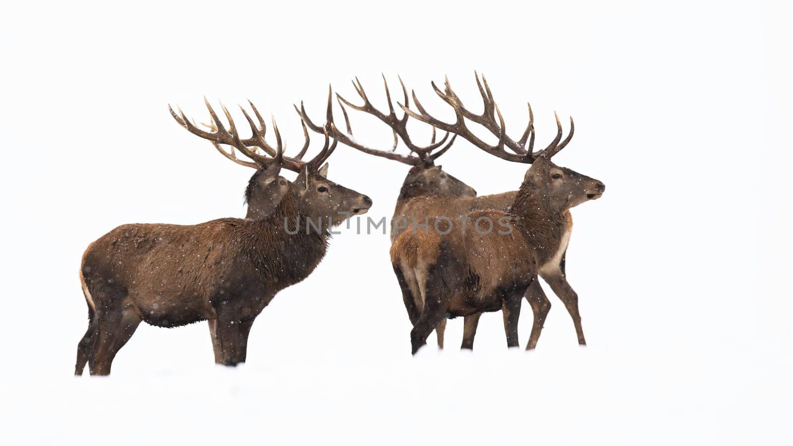 Bunch of red deer, cervus elaphus, observing on snow cut out on blank. Group of stags looking in winter isolated on white background. Many antlered mammals standing on frost with copy space.