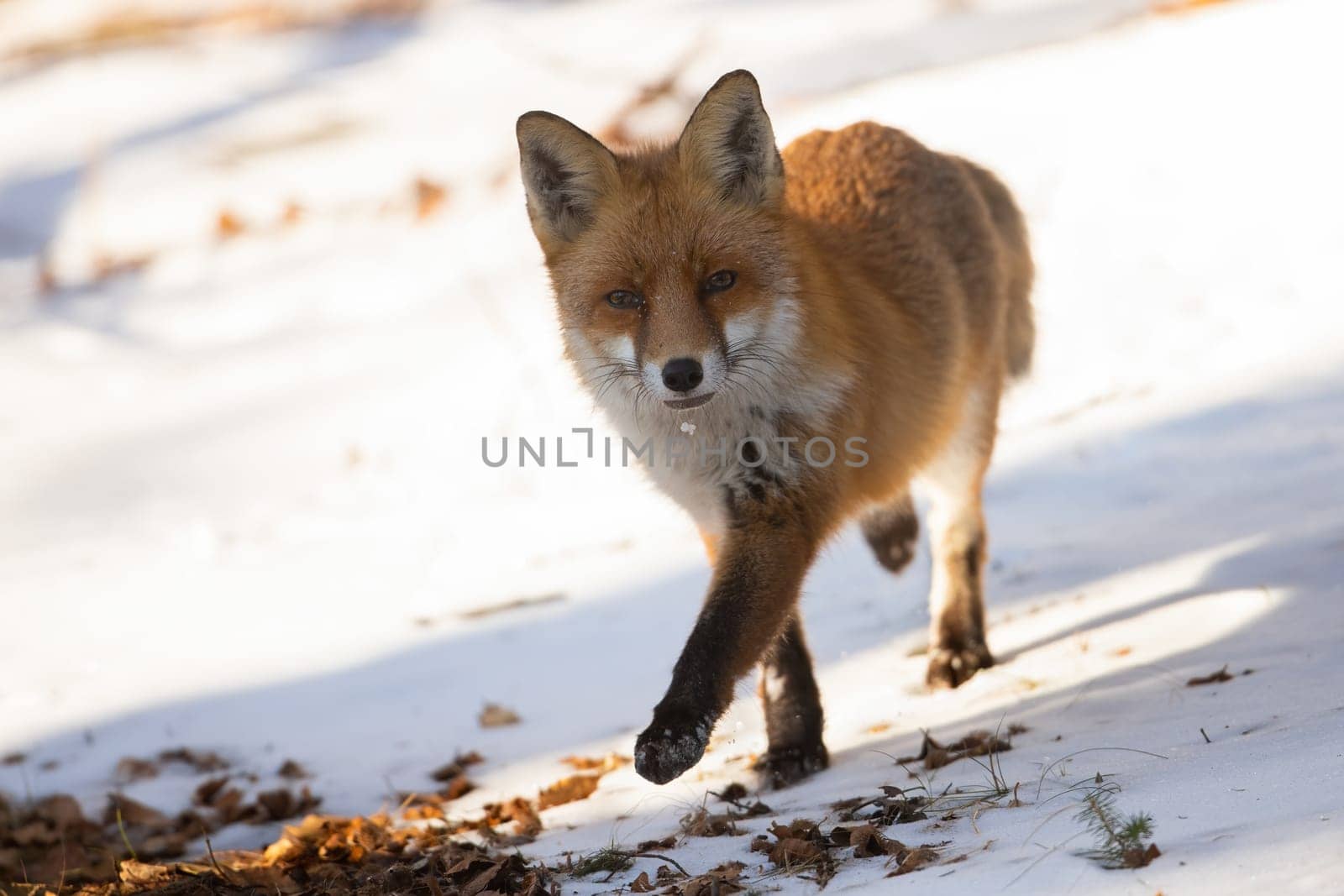 Red fox, vulpes vulpes, looking to the camera on snow in winter sun. Orange predator approaching on snowy ground in sunlight. Little beast moving on white frost.