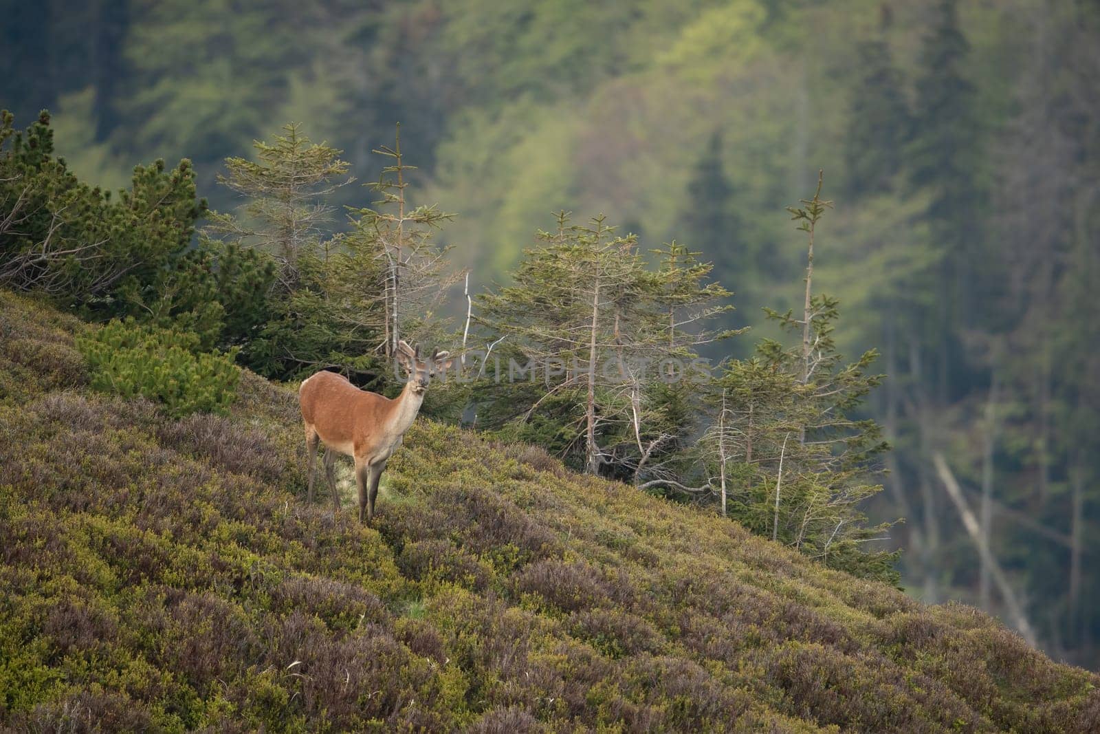 Young red deer, cervus elaphus, standing on green mountains in summer. Juvenile stag with velvet growing antlers looking to the camera in terrain. Immature male animal watching on slope.