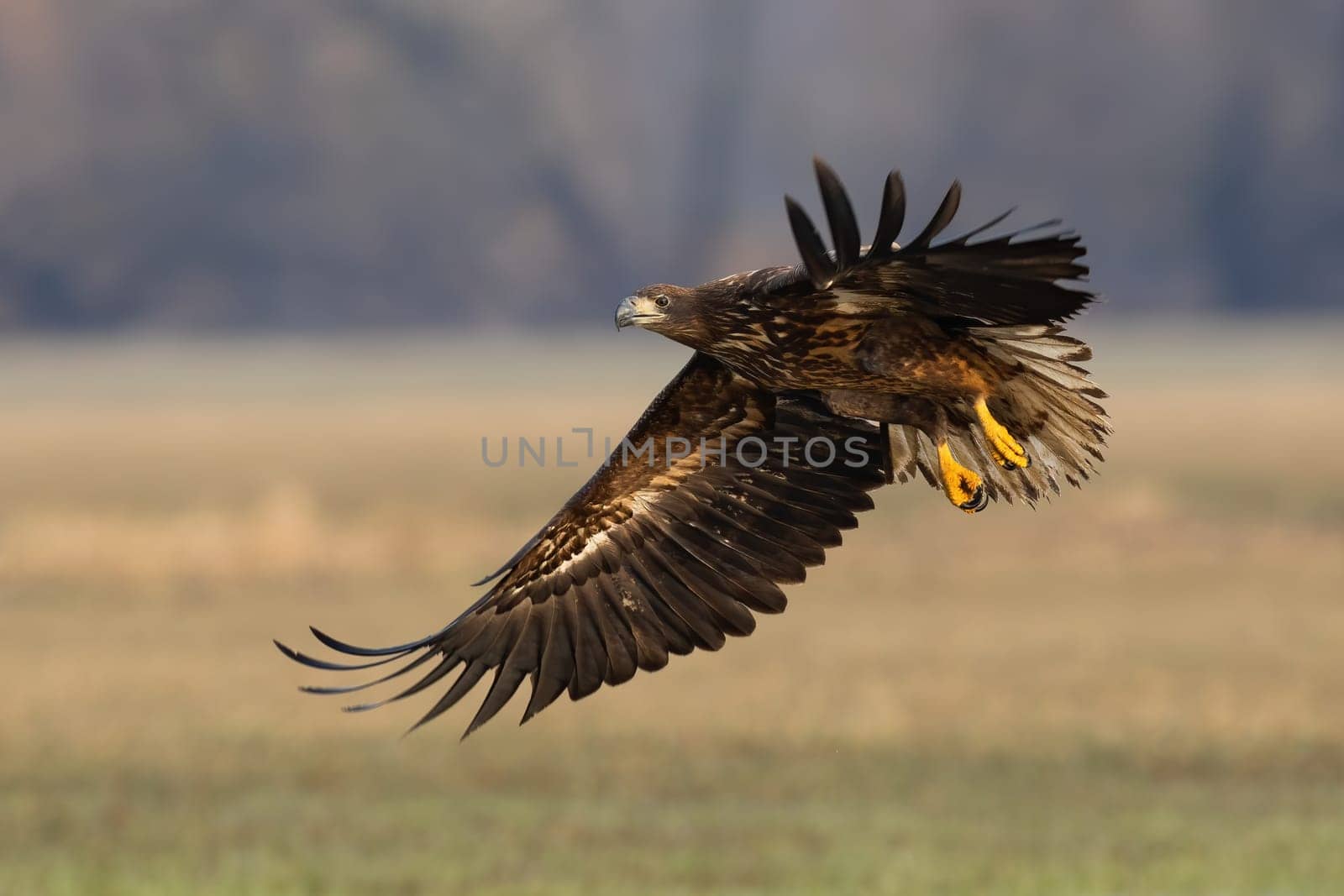Young white-tailed eagle, haliaeetus albicilla, landing on field in autumn. Immature bird of prey flying over the glade in fall. Juvenile feathered predator with open wings.