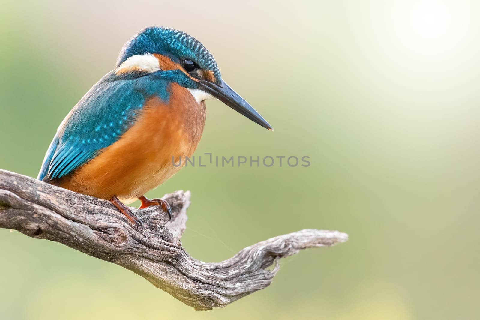 Common kingfisher, alcedo atthis, resting on tree with space for text. Bright beautiful bird sitting on bough with copy space. Color feathered animal watching on wood in sunlight.