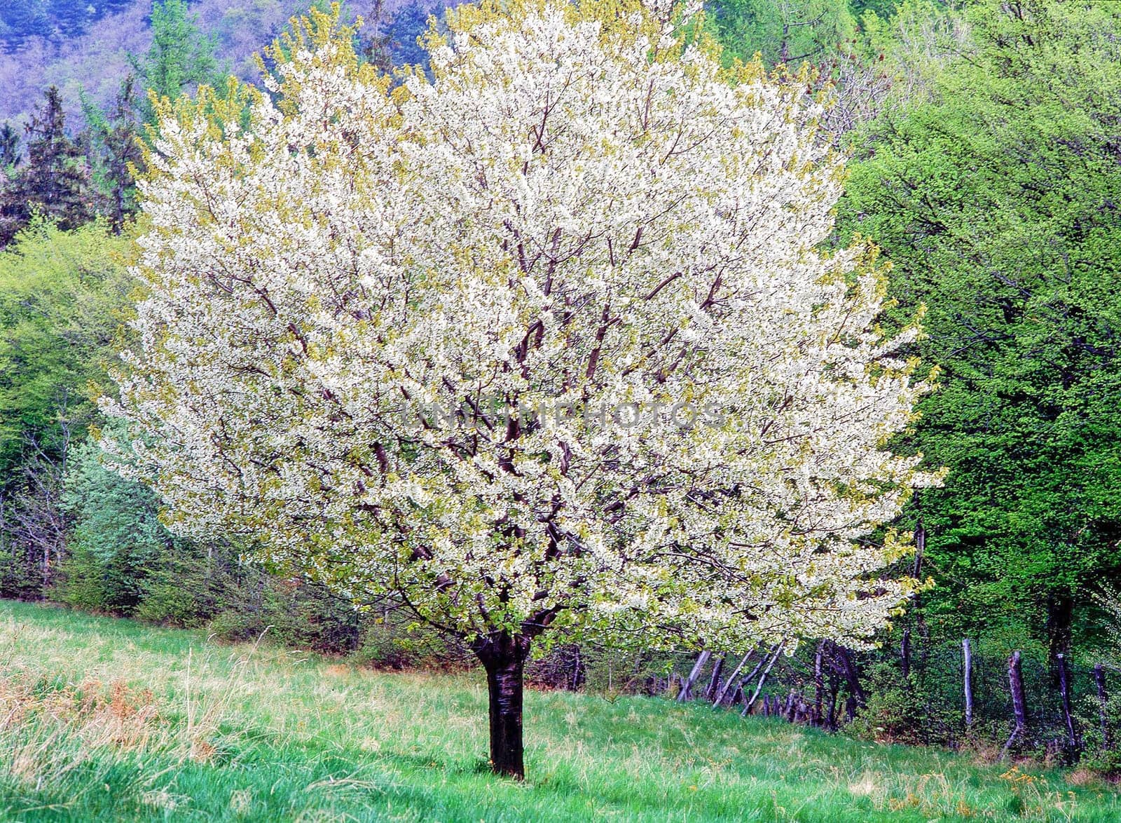 Blooming tree on field  in Spring