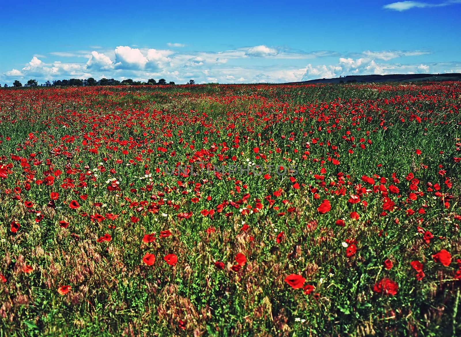 Poppy field with blue sky and clouds