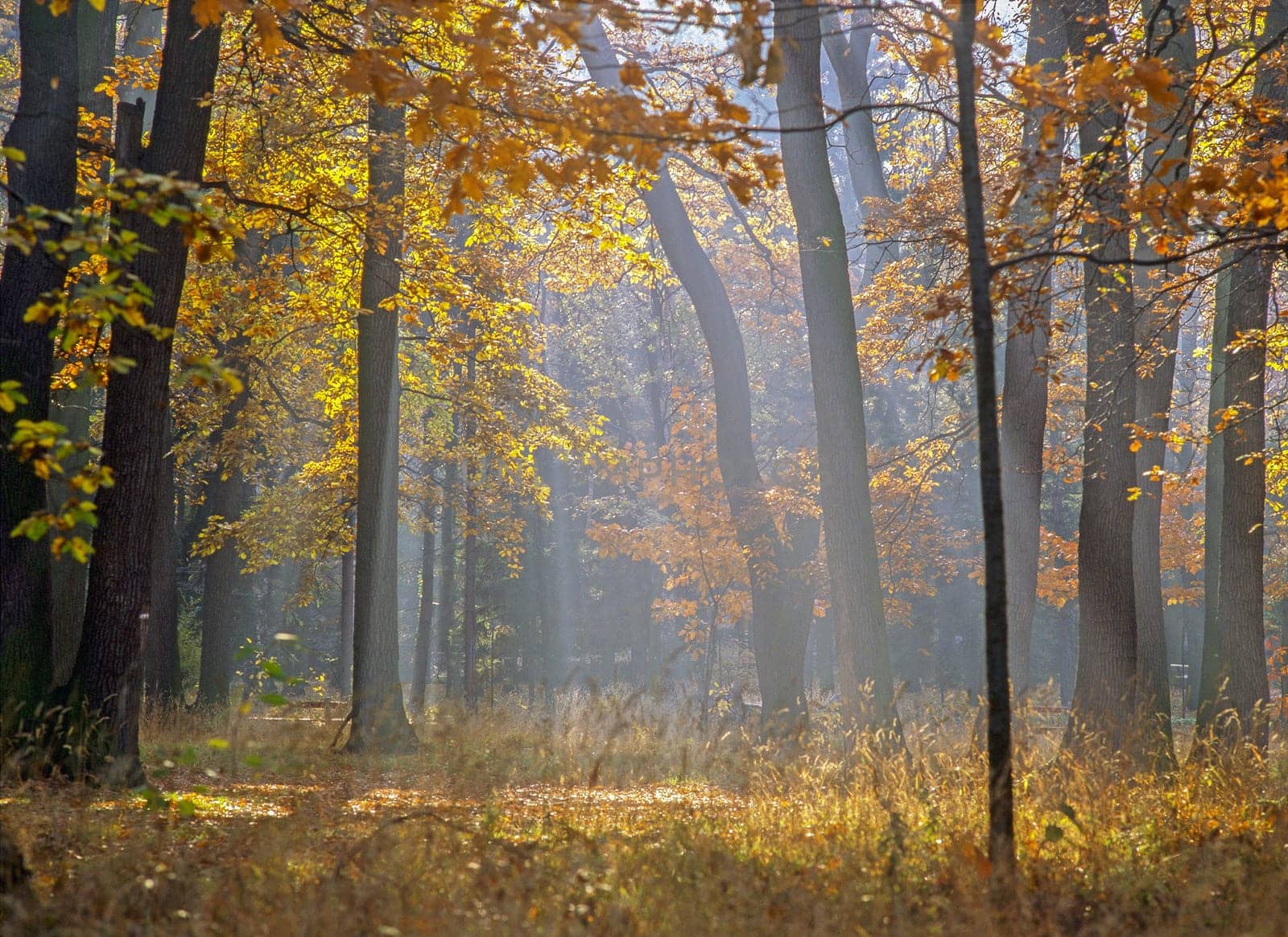 View of Autumn Forest with Sun Rays
