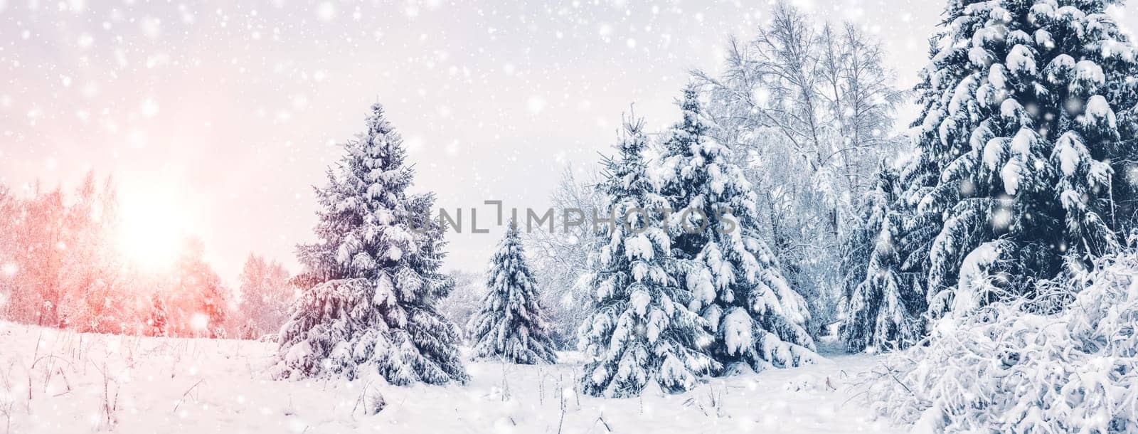 Beautiful view of the snowy forest in the morning in snowfall. Firs covered by snow after blizzard. Snowy fairytale in natural park.