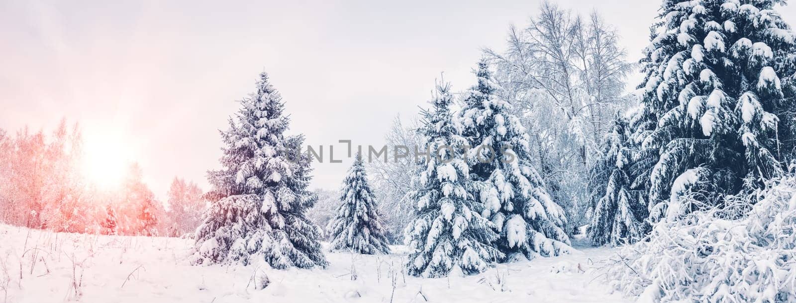 Beautiful view of the snowy forest in the morning. Firs covered by snow after blizzard. Snowy fairytale in natural park.