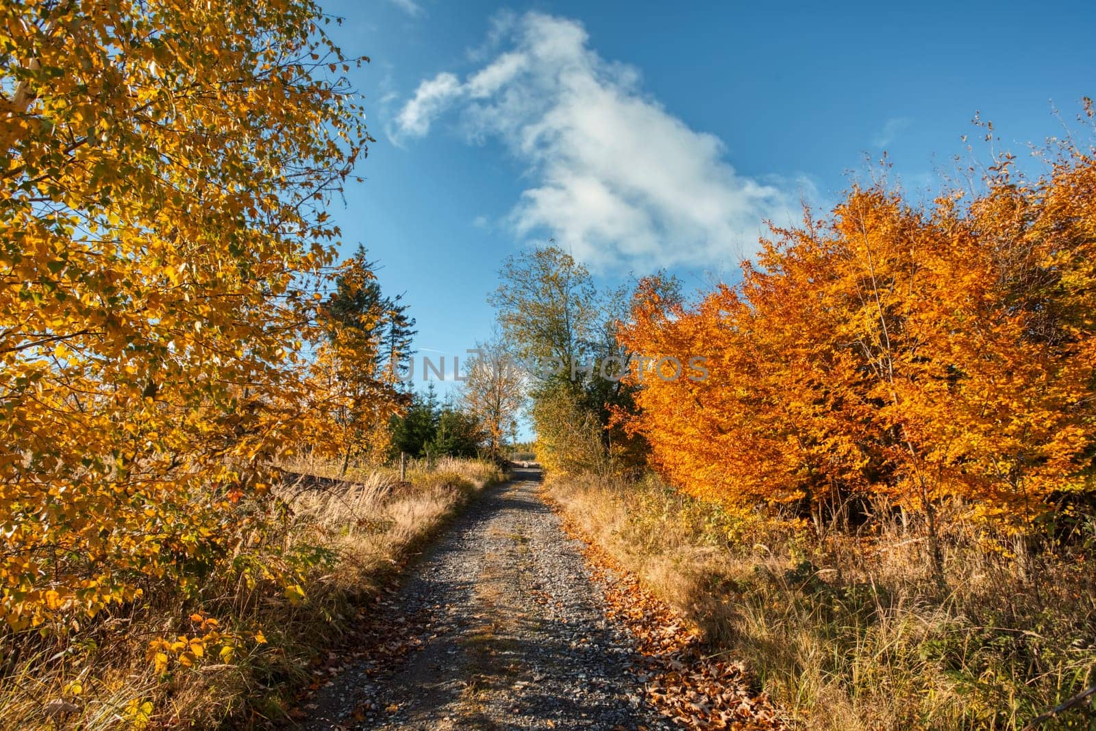 Countryside landscape, autumn season, with fall colored tree. Czech Republic, Vysocina