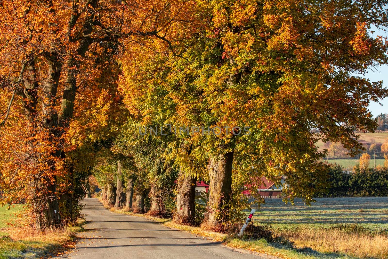Beautiful asphalt road and tree alley. Summer rural landscape. Abstract colored vintage tone trees in rural countryside landscape. Beautiful Czech highland countryside