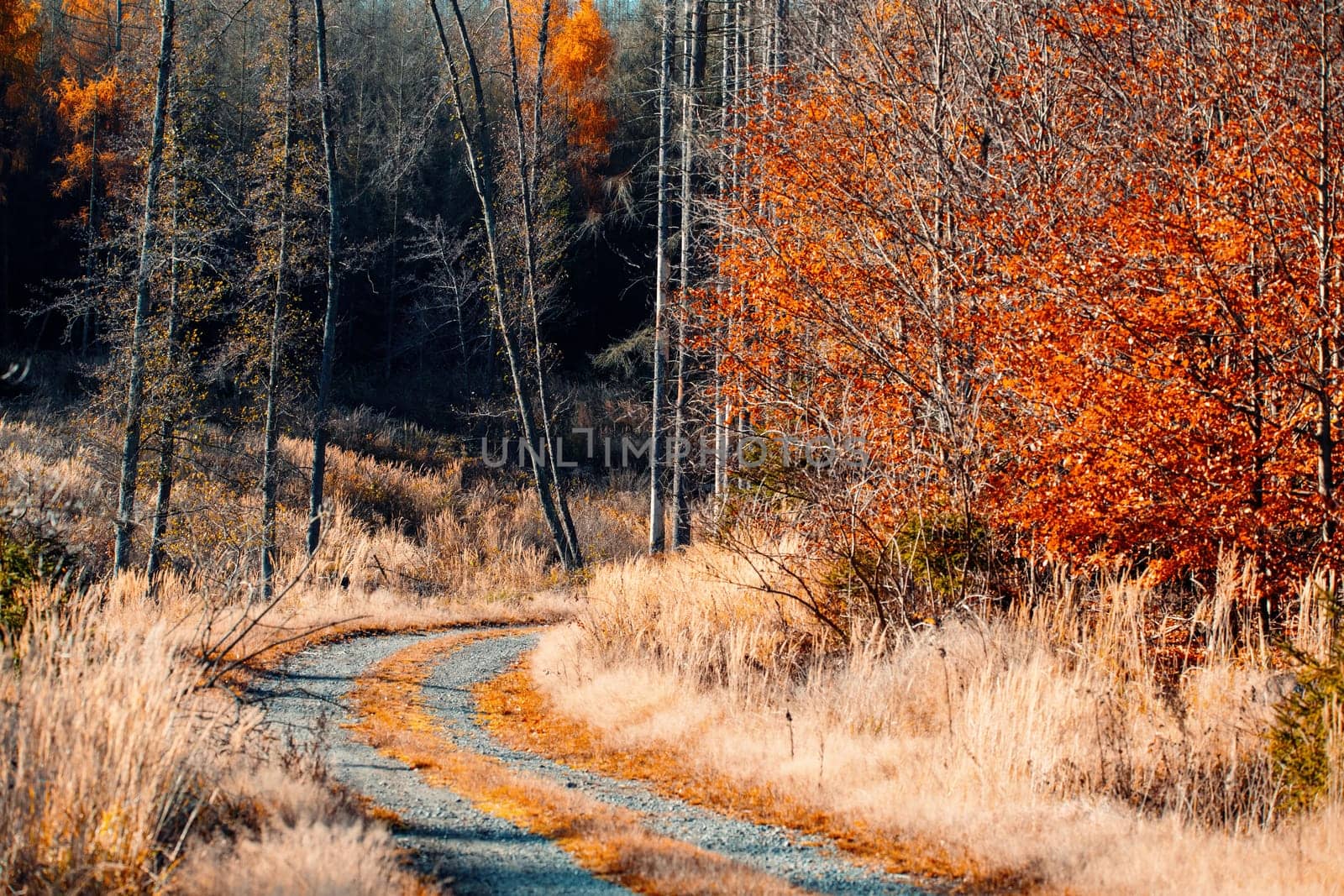 Countryside landscape, autumn season, with fall colored tree. Czech Republic, Vysocina