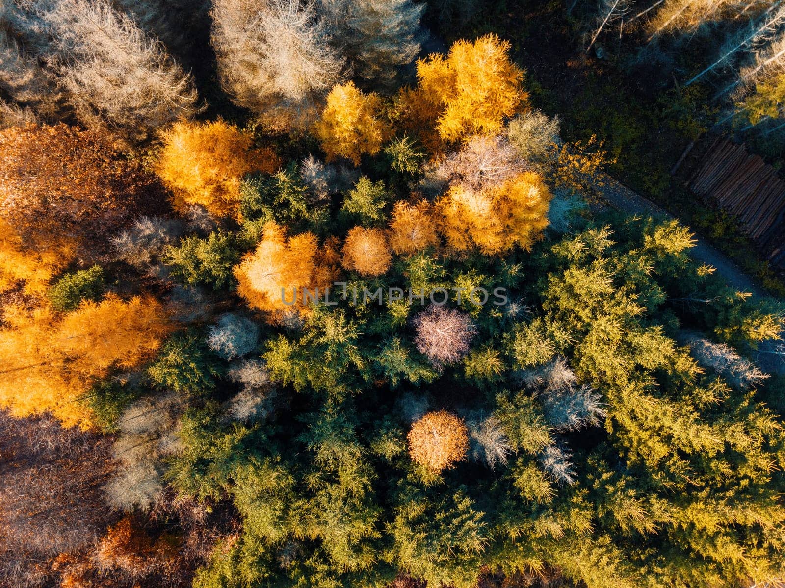 Aerial view of beautiful forest in autumn, Orange and green autumn trees in colorful forest