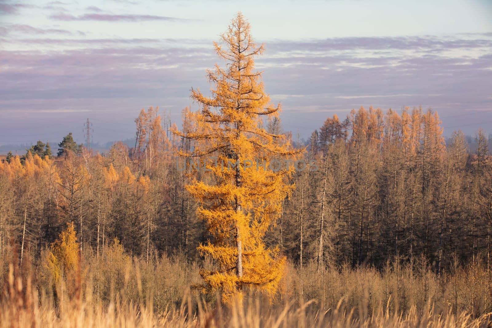 Countryside landscape, fall autumn season, beautiful colored tree. Czech Republic, Vysocina