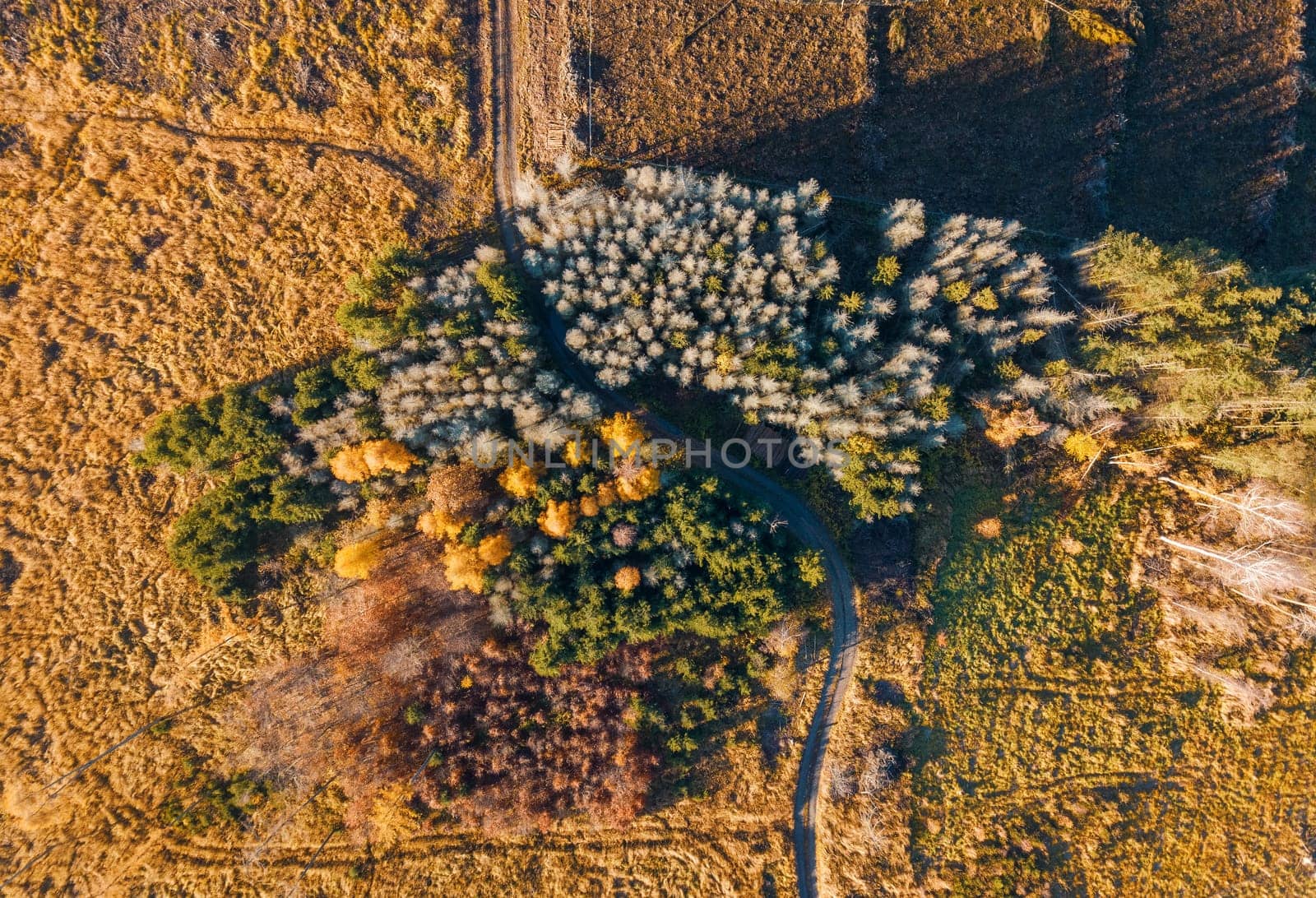 Aerial view of beautiful forest in autumn, Orange and green autumn trees in colorful forest