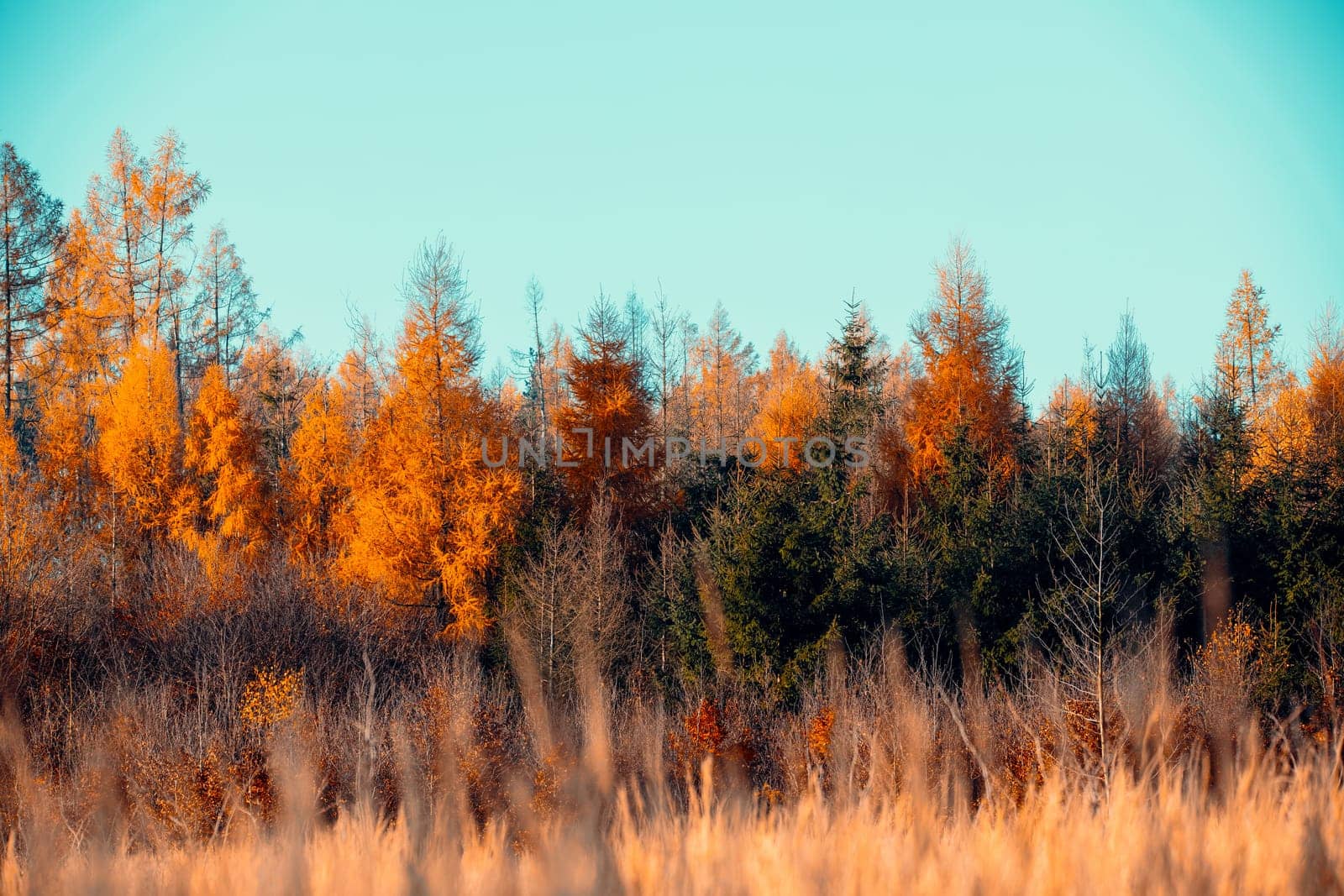 Countryside landscape, fall autumn season, beautiful colored tree. Czech Republic, Vysocina