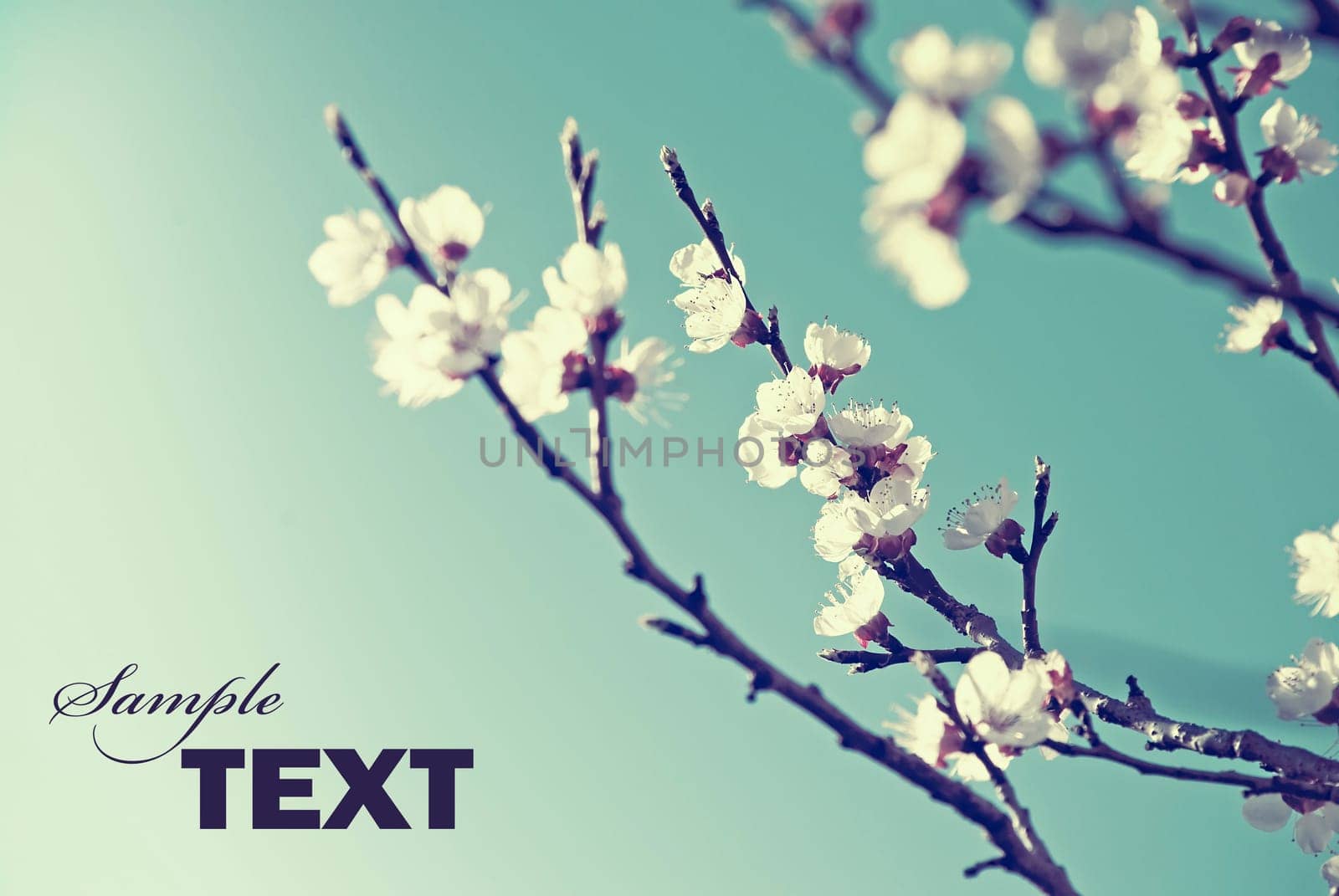 Cherry blossom in retro style