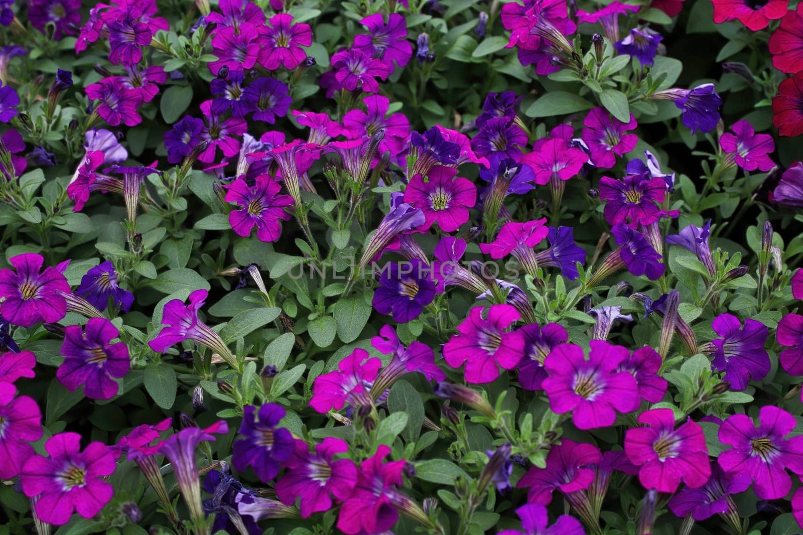 Background of pink petunias growing in the summer.