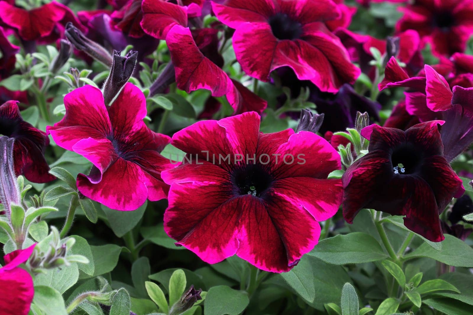 Closeup of striped petunias in full bloom.