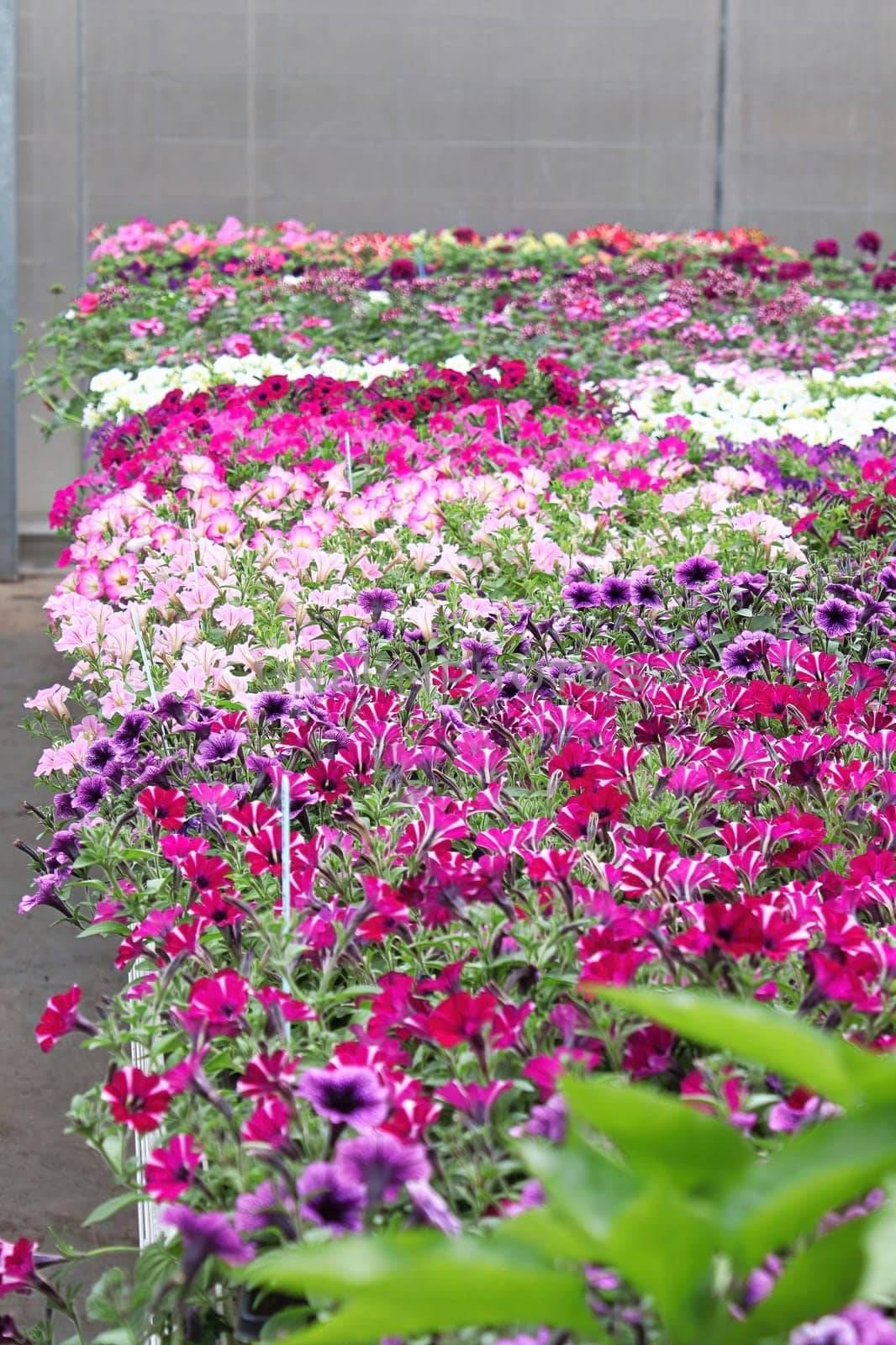 Tables of petunias growing in a greenhouse nursery.