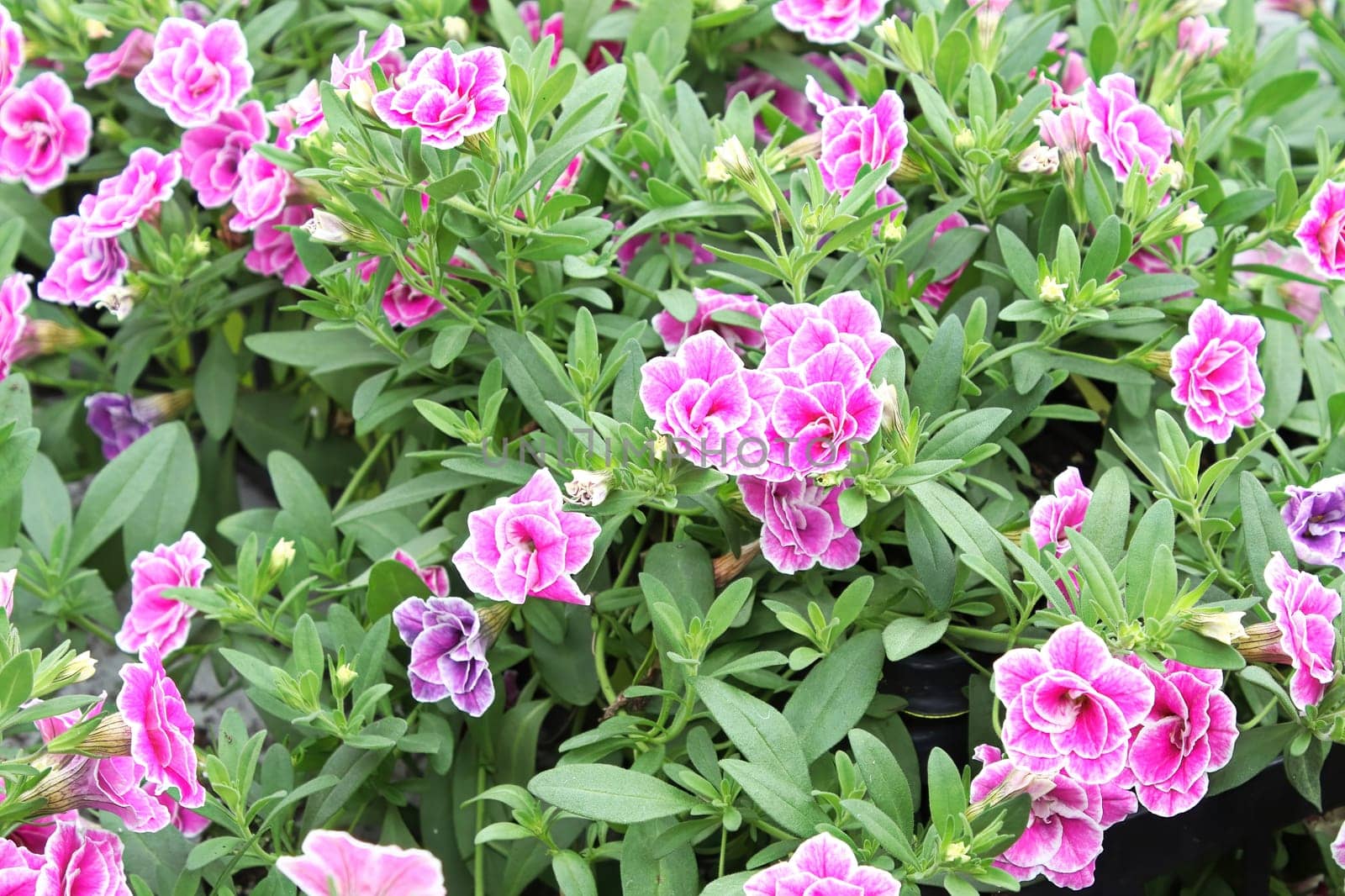 Delicated double petunias growing in clumps.
