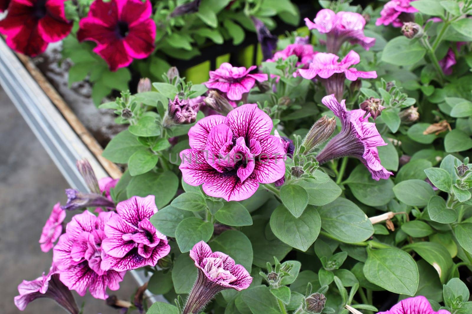 Vibrant veins on double pink petunias blooms.