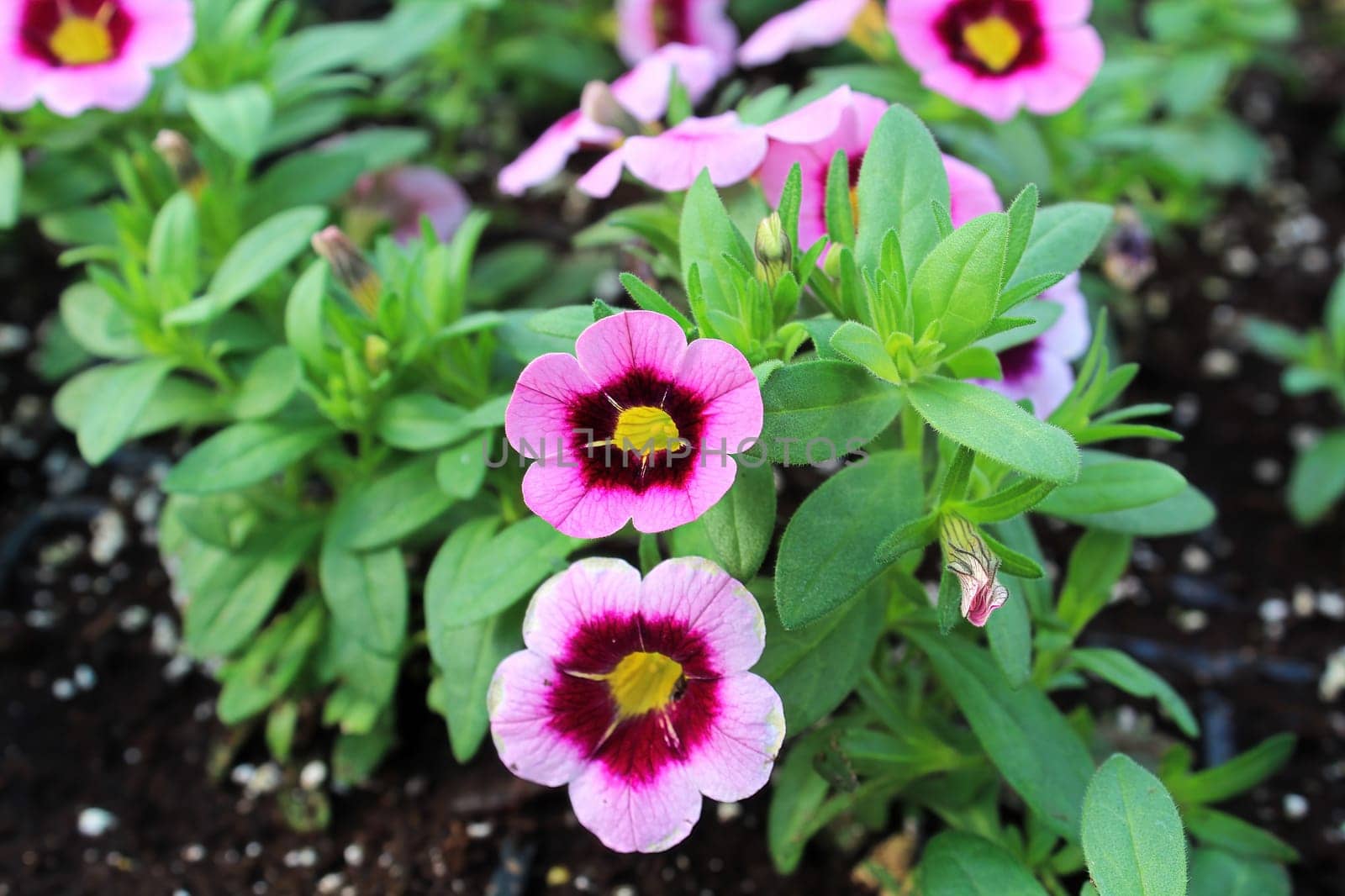 Bright pink and yellow petunias blooming in the garden.