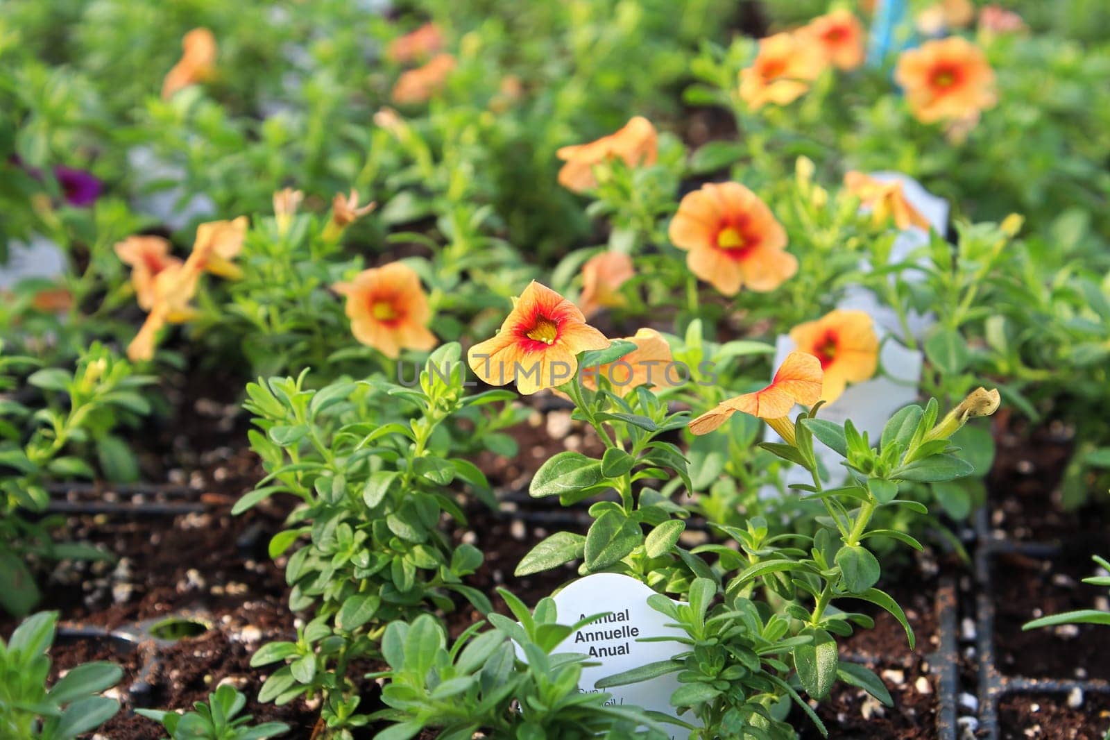 Rows of petunias growing in soil in a hothouse.