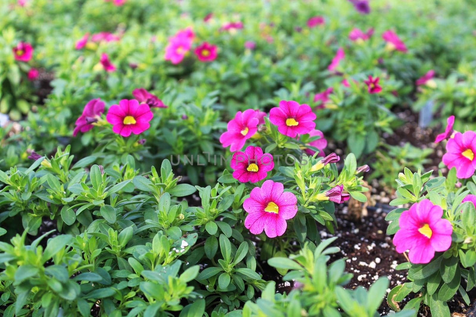 Tiny pink and yellow petunias growing in soil.