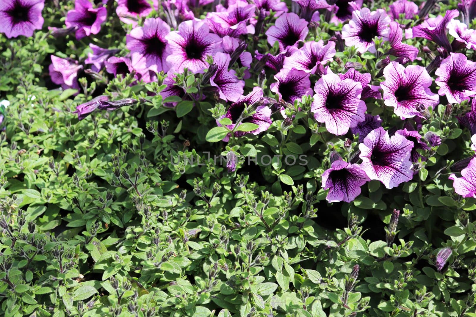 Petunias in bloom beside young plants going to bud.