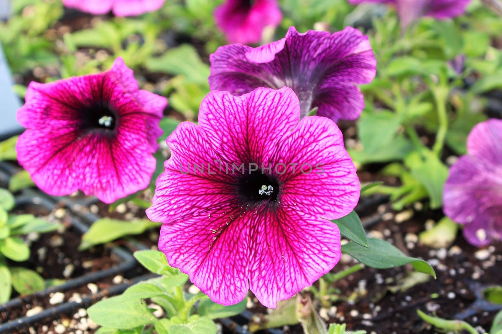 Closeup of vibrant pink and black petunias in bloom.