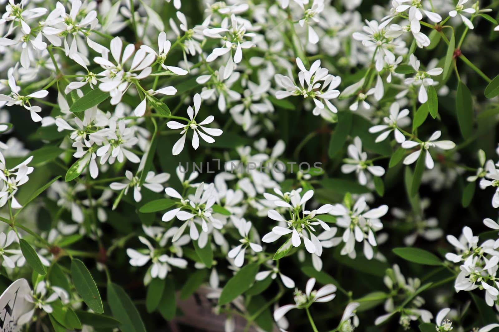 Closeup of tiny flowers on spurge mounds.