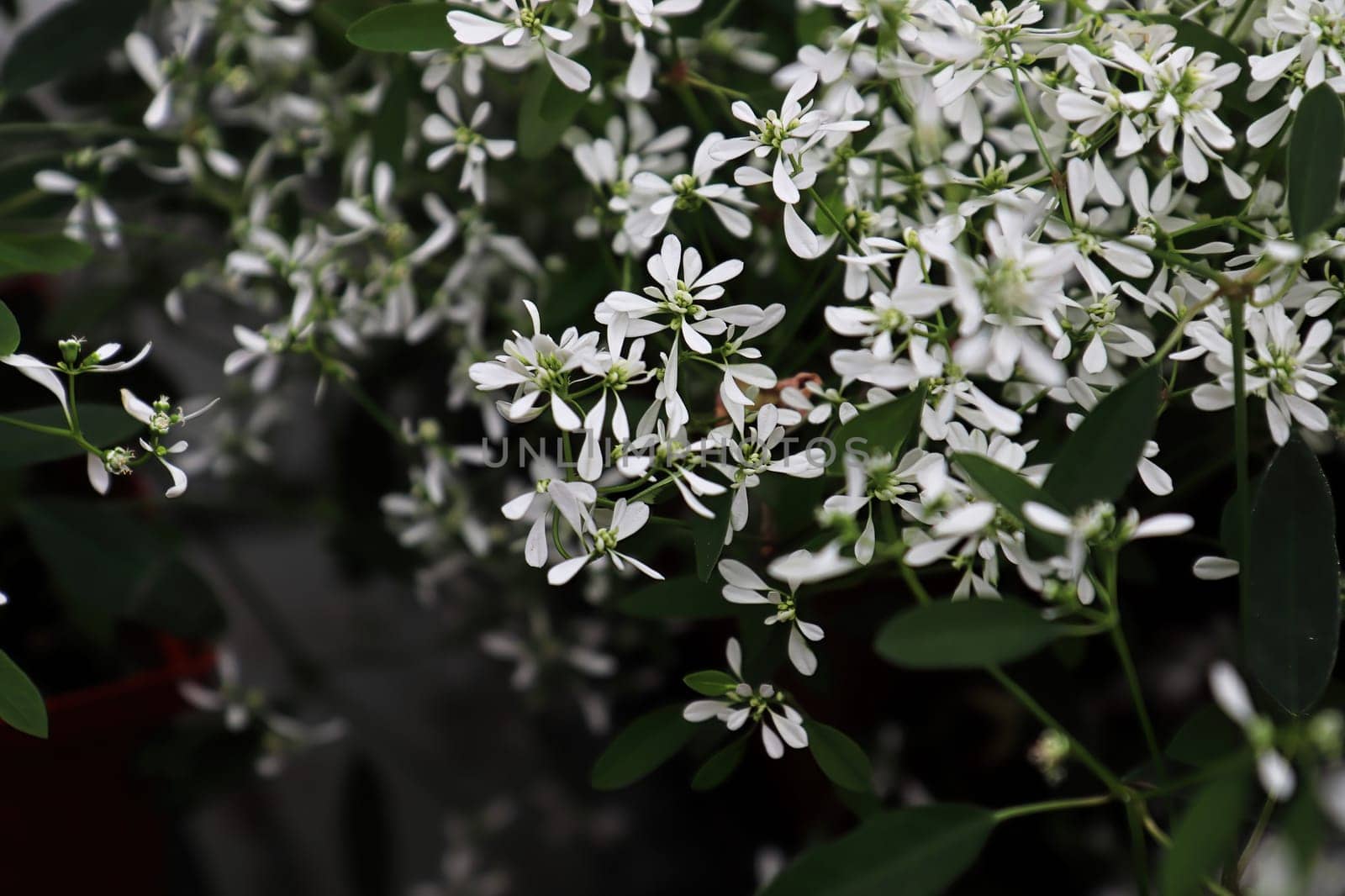 Closeup of tiny flowers on spurge mounds.