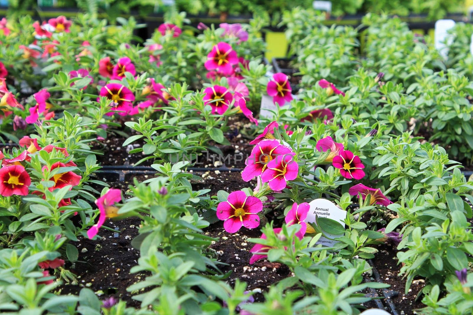 Rows of petunias growing in soil in a hothouse.