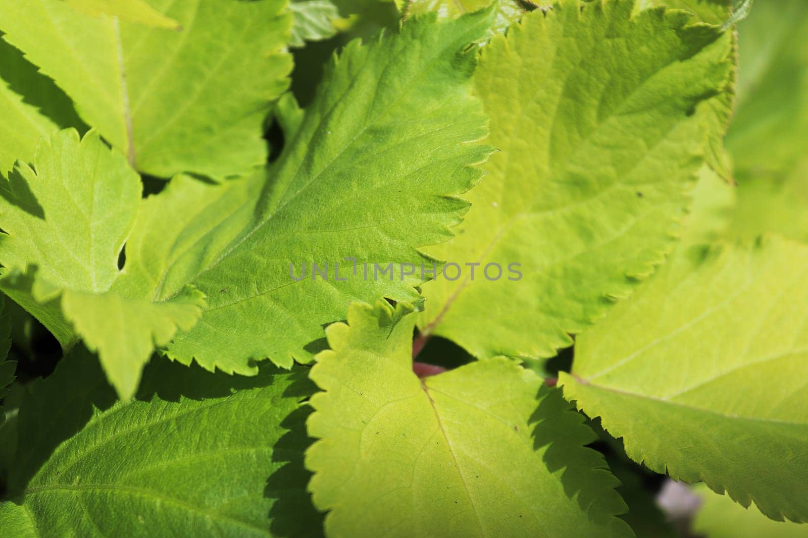 Neon green leaves on a golden spiknard plant.
