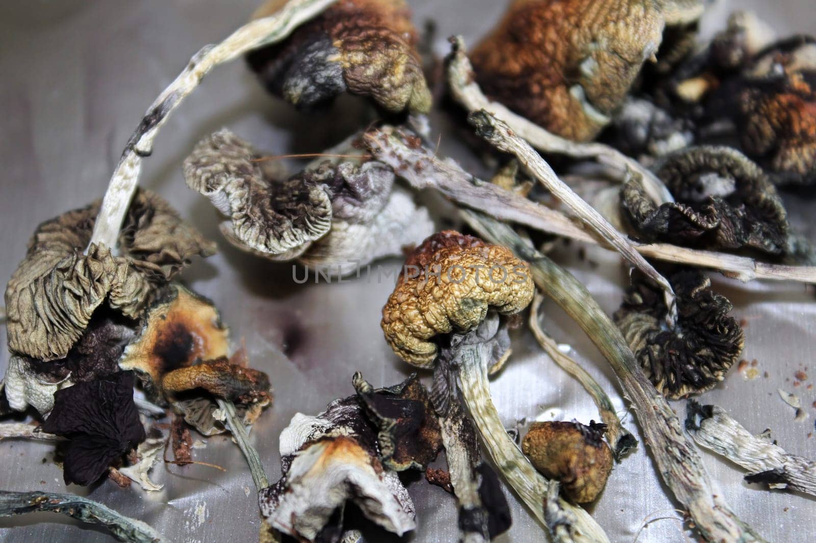 Dried magic with spore prints on tin foil.