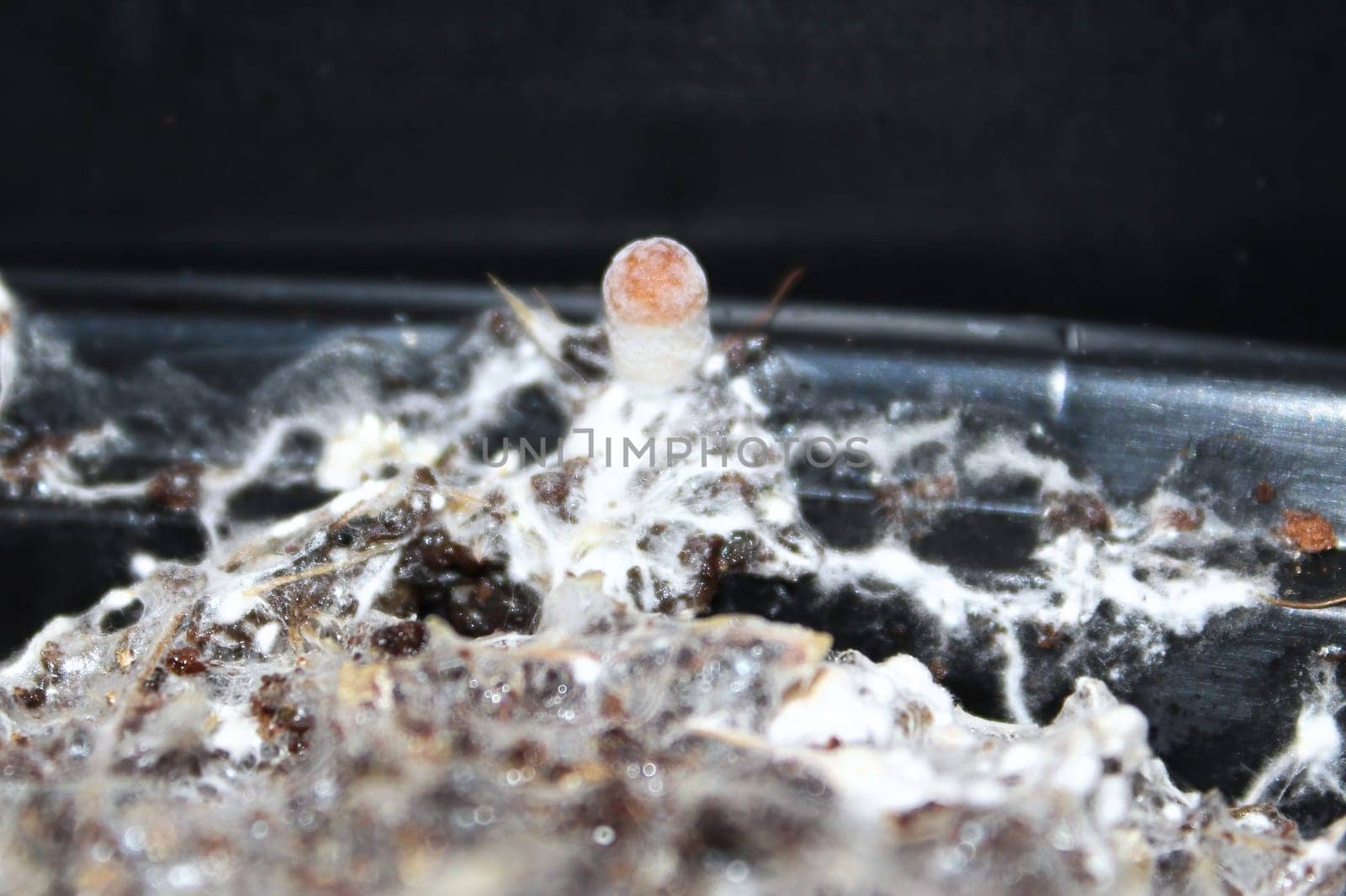 A tiny mushroom grows fruiting from mycelium.