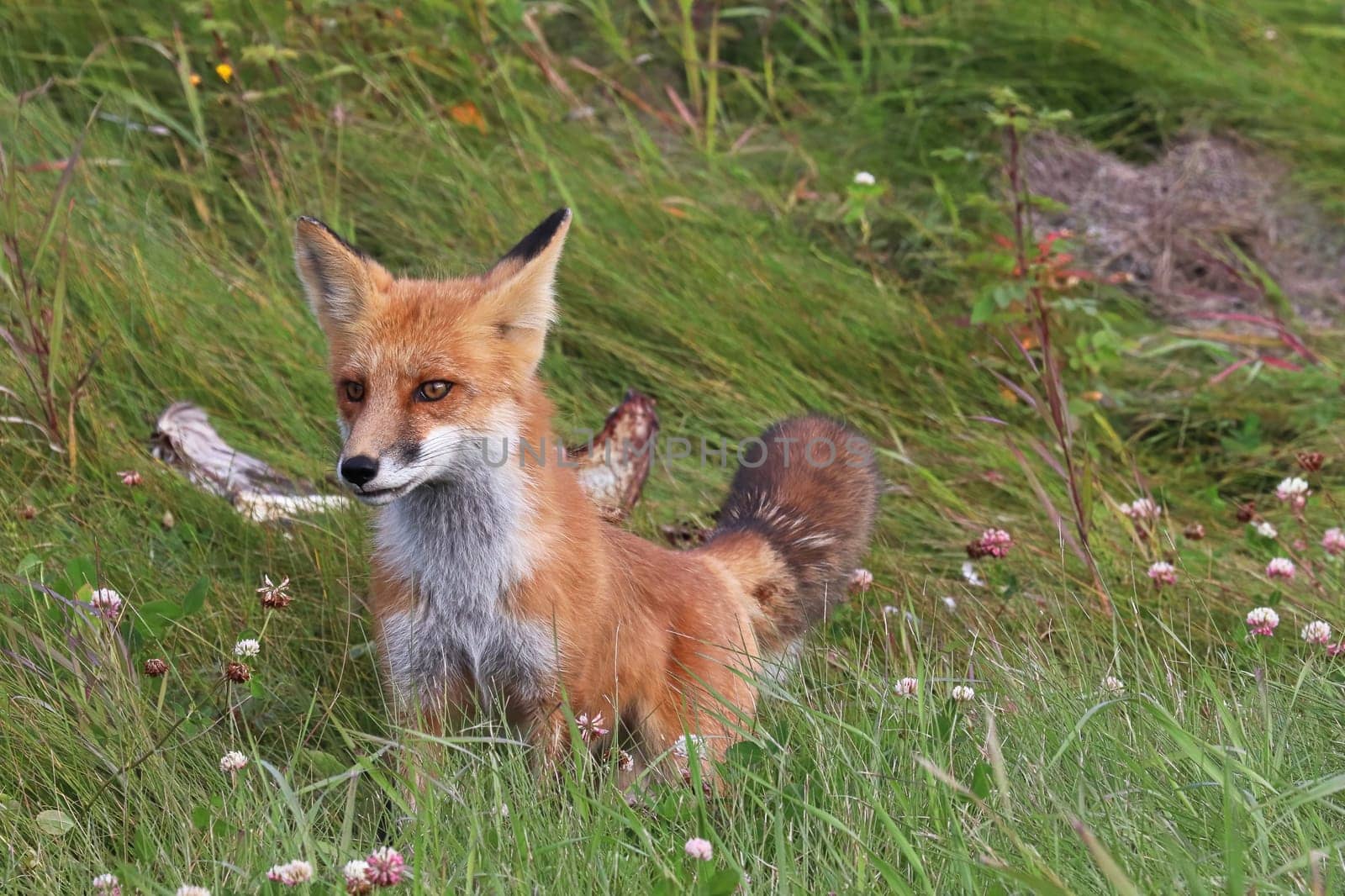 Closeup of a red fox hunting in grass.
