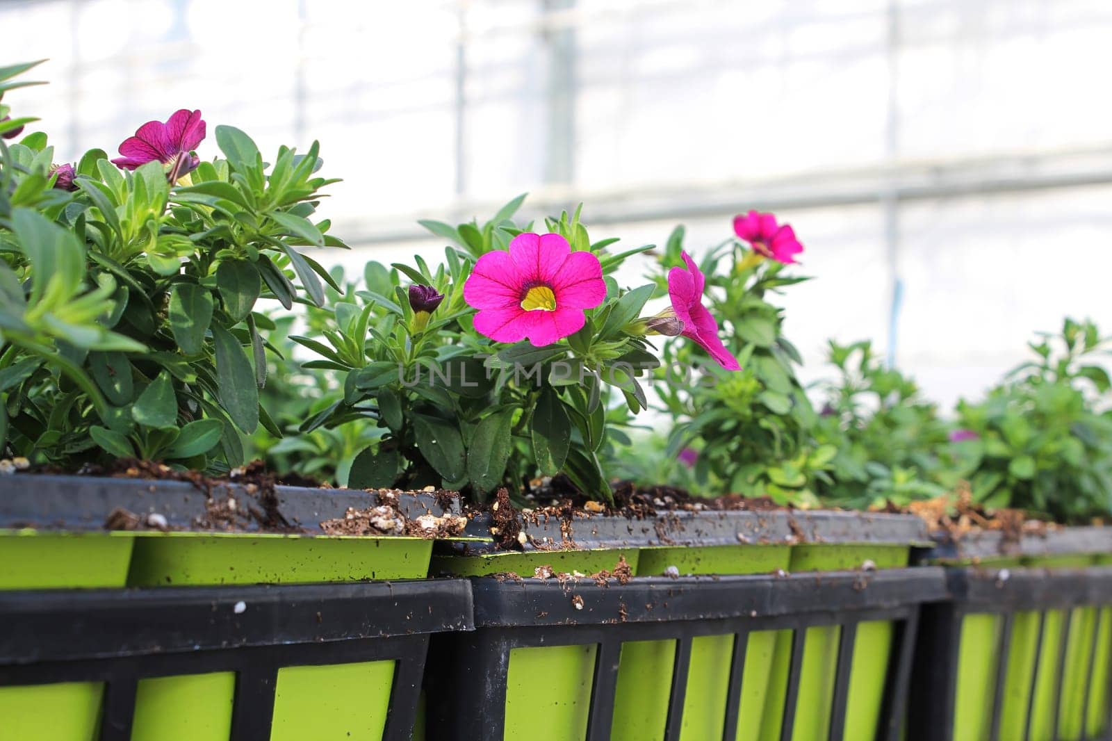 Tables of petunias growing in a greenhouse nursery.