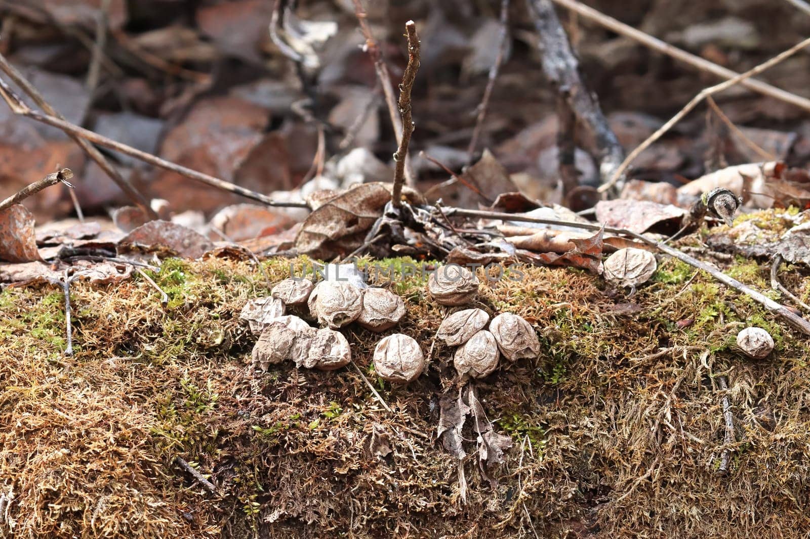 Dried up puffball mushrooms growing on a mossy log.