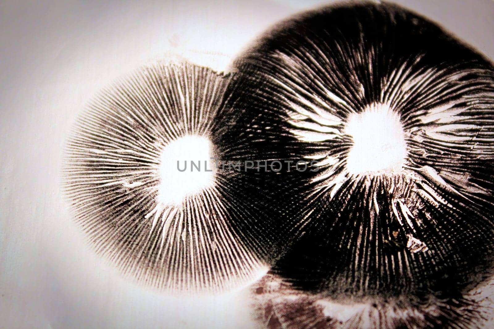 Dark spore prints showing the gills of a mushroom.