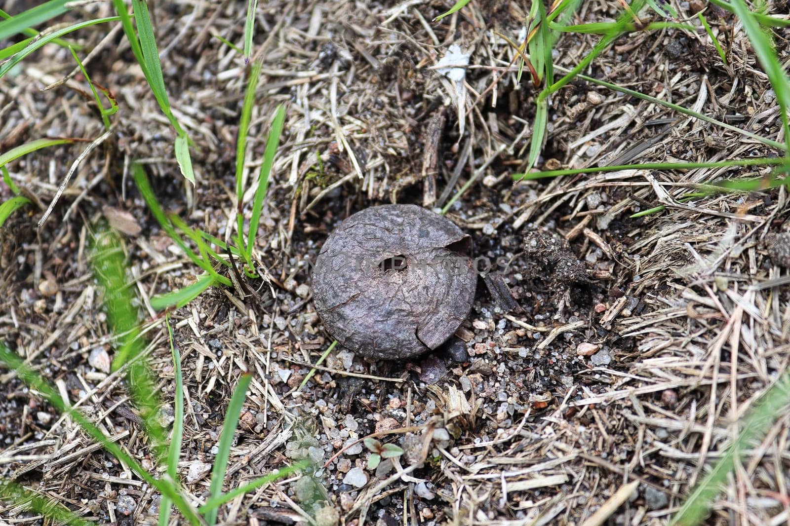An old puffball that has been cracked open releasing spores.