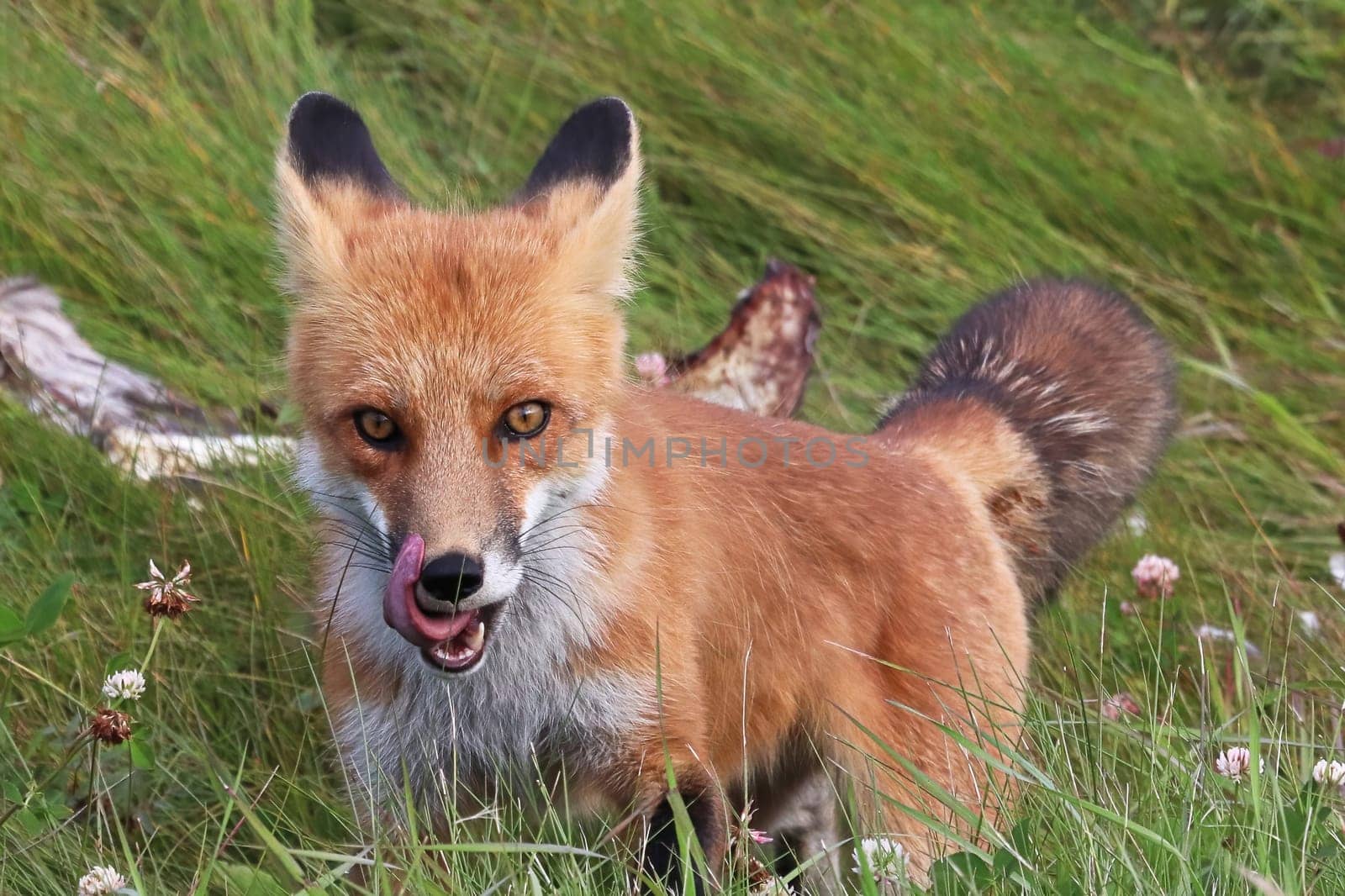 Closeup of a red fox hunting in grass.