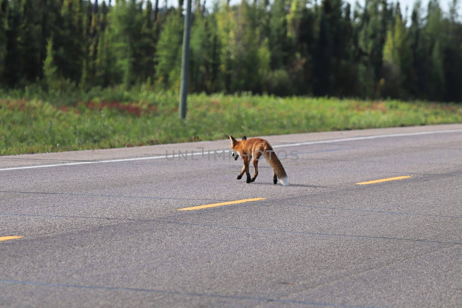 A fox crossing the highway in a forest area.